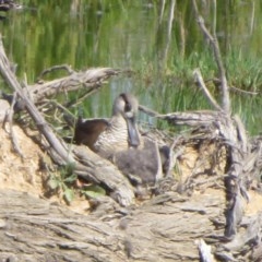 Malacorhynchus membranaceus at Fyshwick, ACT - 20 Nov 2020