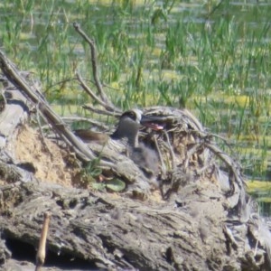 Malacorhynchus membranaceus at Fyshwick, ACT - 20 Nov 2020