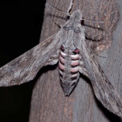 Agrius convolvuli (Convolvulus Hawk Moth) at Mount Ainslie - 16 Nov 2020 by DPRees125