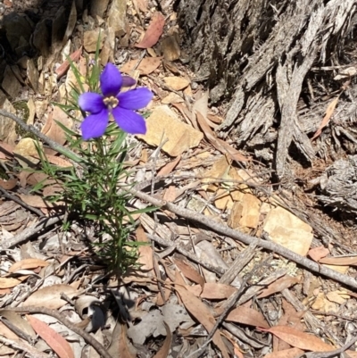 Cheiranthera linearis (Finger Flower) at Jacka, ACT - 9 Nov 2020 by Jenny54