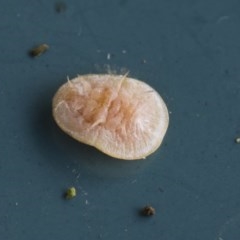 Lachnodius sp. (genus) (Felted Scale) at Higgins, ACT - 15 Nov 2020 by AlisonMilton