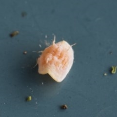 Lachnodius sp. (genus) at Higgins, ACT - 15 Nov 2020