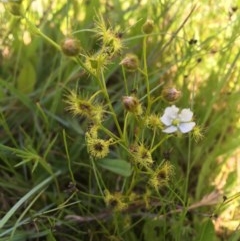 Drosera gunniana (Pale Sundew) at Collector, NSW - 20 Nov 2020 by JaneR