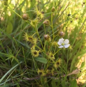 Drosera gunniana at Collector, NSW - 20 Nov 2020