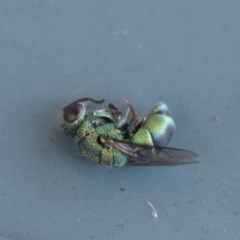 Primeuchroeus sp. (genus) at Scullin, ACT - 15 Nov 2020