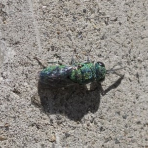 Primeuchroeus sp. (genus) at Scullin, ACT - 15 Nov 2020