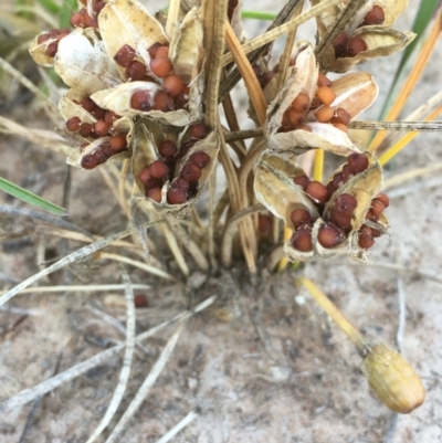 Romulea rosea var. australis (Onion Grass) at Collector, NSW - 20 Nov 2020 by JaneR