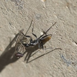 Camponotus aeneopilosus at Scullin, ACT - 14 Nov 2020 10:01 AM