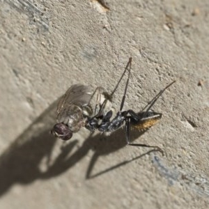 Camponotus aeneopilosus at Scullin, ACT - 14 Nov 2020 10:01 AM