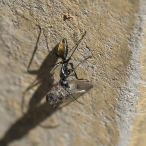 Camponotus aeneopilosus at Scullin, ACT - 14 Nov 2020 10:01 AM