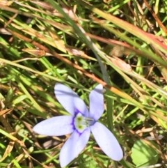 Isotoma fluviatilis subsp. australis (Swamp Isotome) at Collector, NSW - 20 Nov 2020 by JaneR