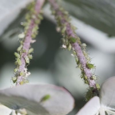 Aphididae (family) (Unidentified aphid) at Higgins, ACT - 15 Nov 2020 by AlisonMilton