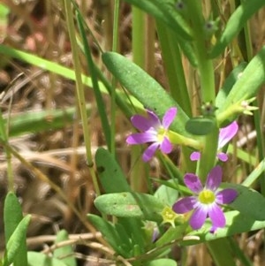 Lythrum hyssopifolia at Collector, NSW - 20 Nov 2020 12:35 PM