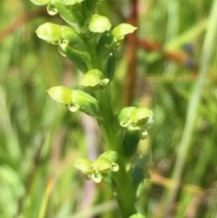 Microtis (genus) (onion orchids) at Collector, NSW - 20 Nov 2020 by JaneR