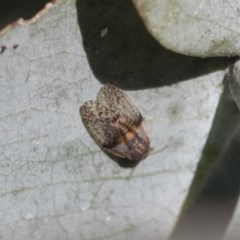 Psyllidae sp. (family) (Unidentified psyllid or lerp insect) at Scullin, ACT - 14 Nov 2020 by AlisonMilton