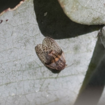 Psyllidae sp. (family) (Unidentified psyllid or lerp insect) at Scullin, ACT - 13 Nov 2020 by AlisonMilton