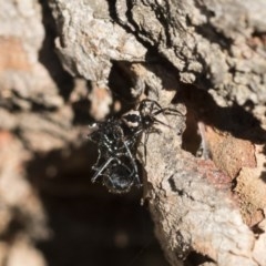 Euryopis splendens (Splendid tick spider) at Scullin, ACT - 14 Nov 2020 by AlisonMilton