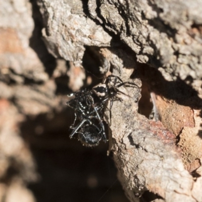 Euryopis splendens (Splendid tick spider) at Scullin, ACT - 13 Nov 2020 by AlisonMilton