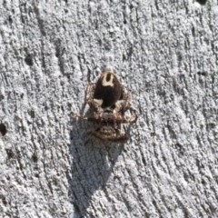 Aradellus cygnalis (An assassin bug) at Higgins, ACT - 15 Nov 2020 by AlisonMilton