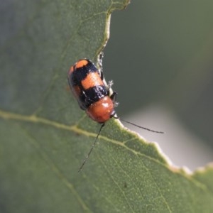 Aporocera (Aporocera) jocosa at Scullin, ACT - 14 Nov 2020