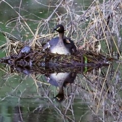 Tachybaptus novaehollandiae (Australasian Grebe) at Namadgi National Park - 18 Nov 2020 by RodDeb