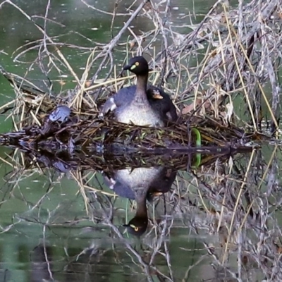 Tachybaptus novaehollandiae (Australasian Grebe) at Namadgi National Park - 18 Nov 2020 by RodDeb