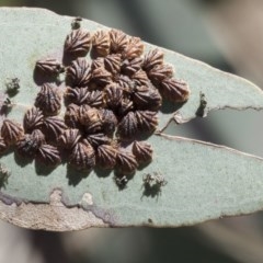 Spondyliaspis plicatuloides (Shell Lerps) at Scullin, ACT - 14 Nov 2020 by AlisonMilton