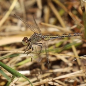 Diplacodes bipunctata at Fyshwick, ACT - 19 Nov 2020