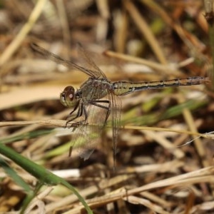 Diplacodes bipunctata at Fyshwick, ACT - 19 Nov 2020