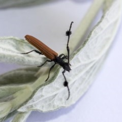 Tropis paradoxa (Longicorn beetle) at Hawker, ACT - 14 Nov 2020 by AlisonMilton