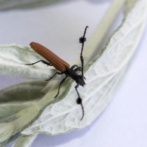 Tropis paradoxa at Hawker, ACT - 14 Nov 2020