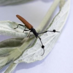 Tropis paradoxa at Hawker, ACT - 14 Nov 2020