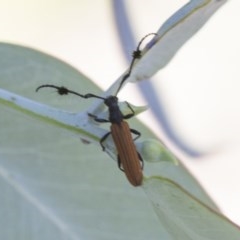 Tropis paradoxa at Hawker, ACT - 14 Nov 2020