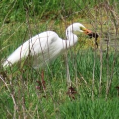 Ardea plumifera (Plumed Egret) at Fyshwick, ACT - 18 Nov 2020 by RodDeb