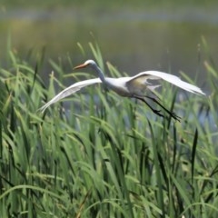 Ardea plumifera at Fyshwick, ACT - 19 Nov 2020 10:41 AM