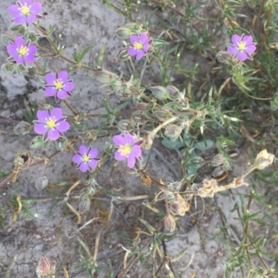 Spergularia rubra (Sandspurrey) at Collector, NSW - 20 Nov 2020 by JaneR