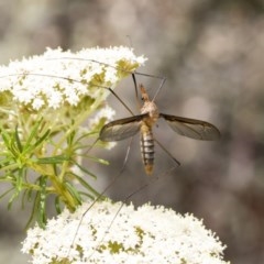 Leptotarsus (Macromastix) sp. (genus & subgenus) (Unidentified Macromastix crane fly) at Acton, ACT - 16 Nov 2020 by AlisonMilton