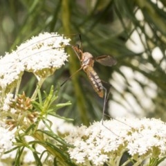 Leptotarsus (Macromastix) sp. (genus & subgenus) at Acton, ACT - 16 Nov 2020