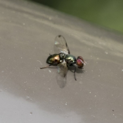 Rivellia connata (A signal fly) at Acton, ACT - 16 Nov 2020 by AlisonMilton