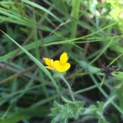 Lotus sp. (Trefoil) at Collector, NSW - 20 Nov 2020 by JaneR