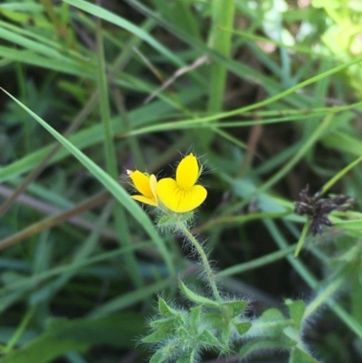 Lotus sp. (Trefoil) at Collector TSR - 20 Nov 2020 by JaneR