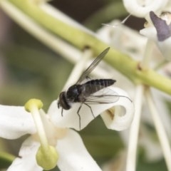 Bombyliidae (family) (Unidentified Bee fly) at Acton, ACT - 16 Nov 2020 by AlisonMilton