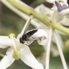 Bombyliidae (family) at Acton, ACT - 16 Nov 2020