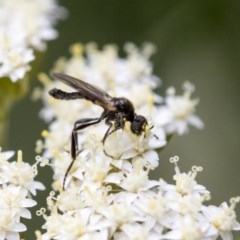 Bibionidae (family) (Bibionid fly) at Acton, ACT - 15 Nov 2020 by AlisonMilton