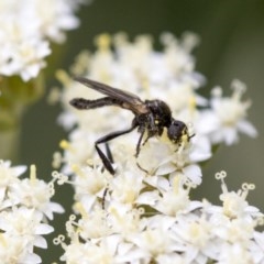 Bibionidae (family) at Acton, ACT - 16 Nov 2020