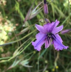 Arthropodium fimbriatum (Nodding Chocolate Lily) at Collector, NSW - 20 Nov 2020 by JaneR