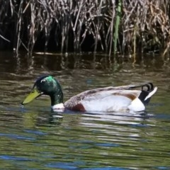 Anas platyrhynchos (Mallard (Domestic Type)) at West Belconnen Pond - 19 Nov 2020 by DonT