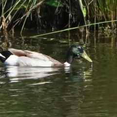 Anas platyrhynchos at Dunlop, ACT - 20 Nov 2020