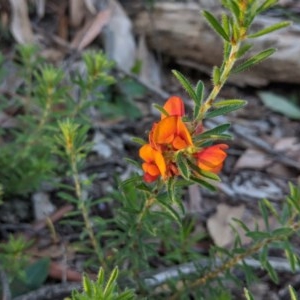Pultenaea subspicata at Currawang, NSW - suppressed