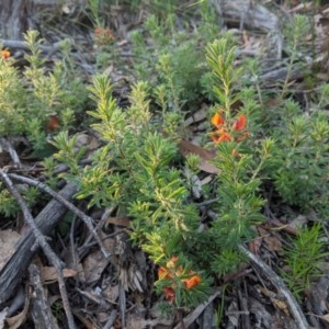 Pultenaea subspicata at Currawang, NSW - suppressed